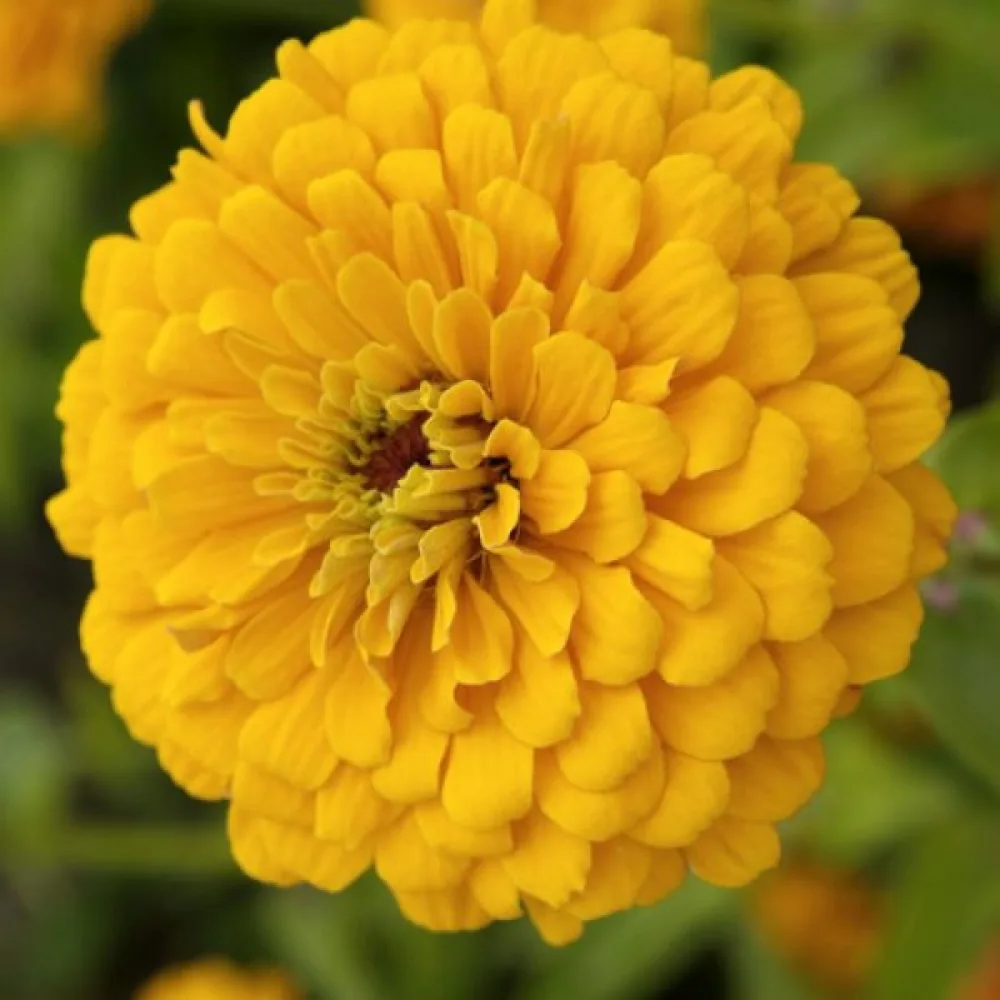 Tsinnia 'Super Yoga Golden Yellow'