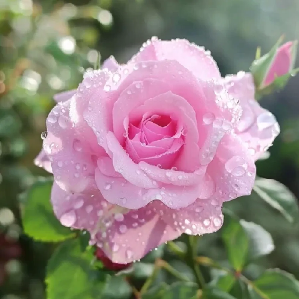 Ruusu 'Pink Benedict' – paljasjuurinen