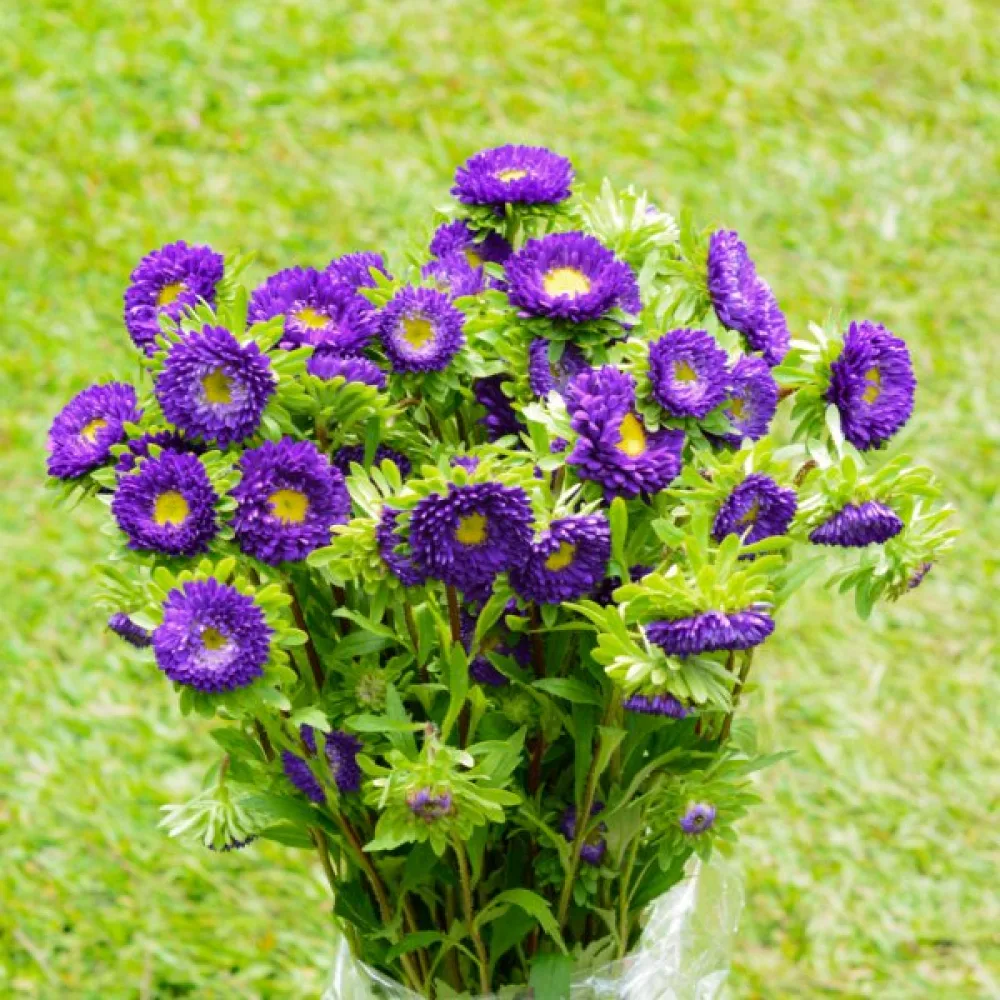Kesäasteri 'Baronesse' – liila