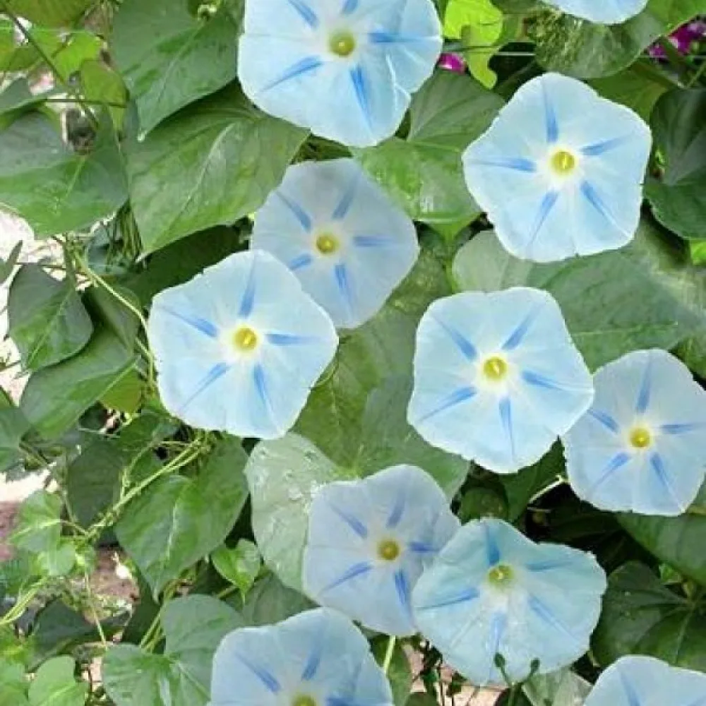 Elämänlanka 'Ismay'