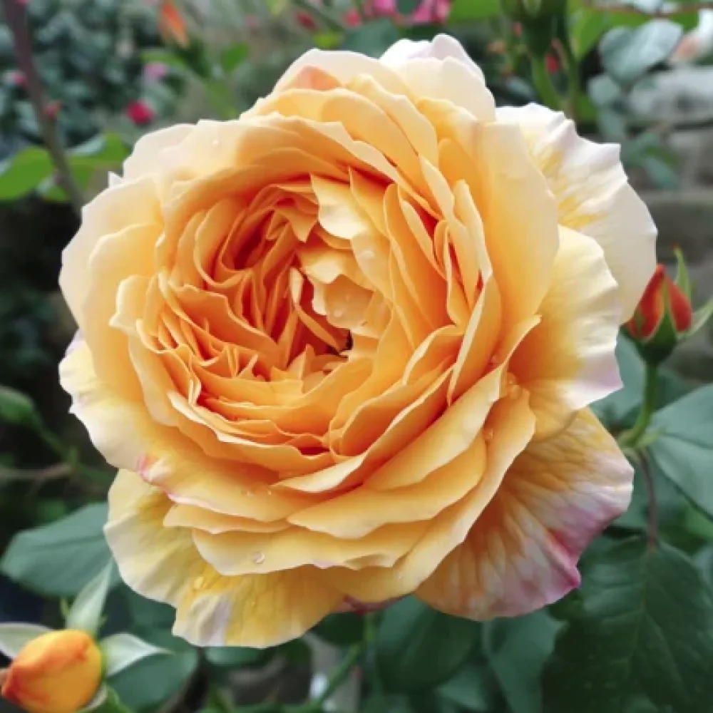 Ruusu 'Golden Elixir'