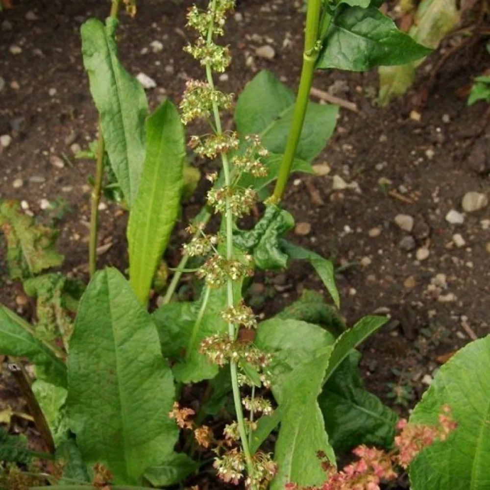 Pinaattihierakka