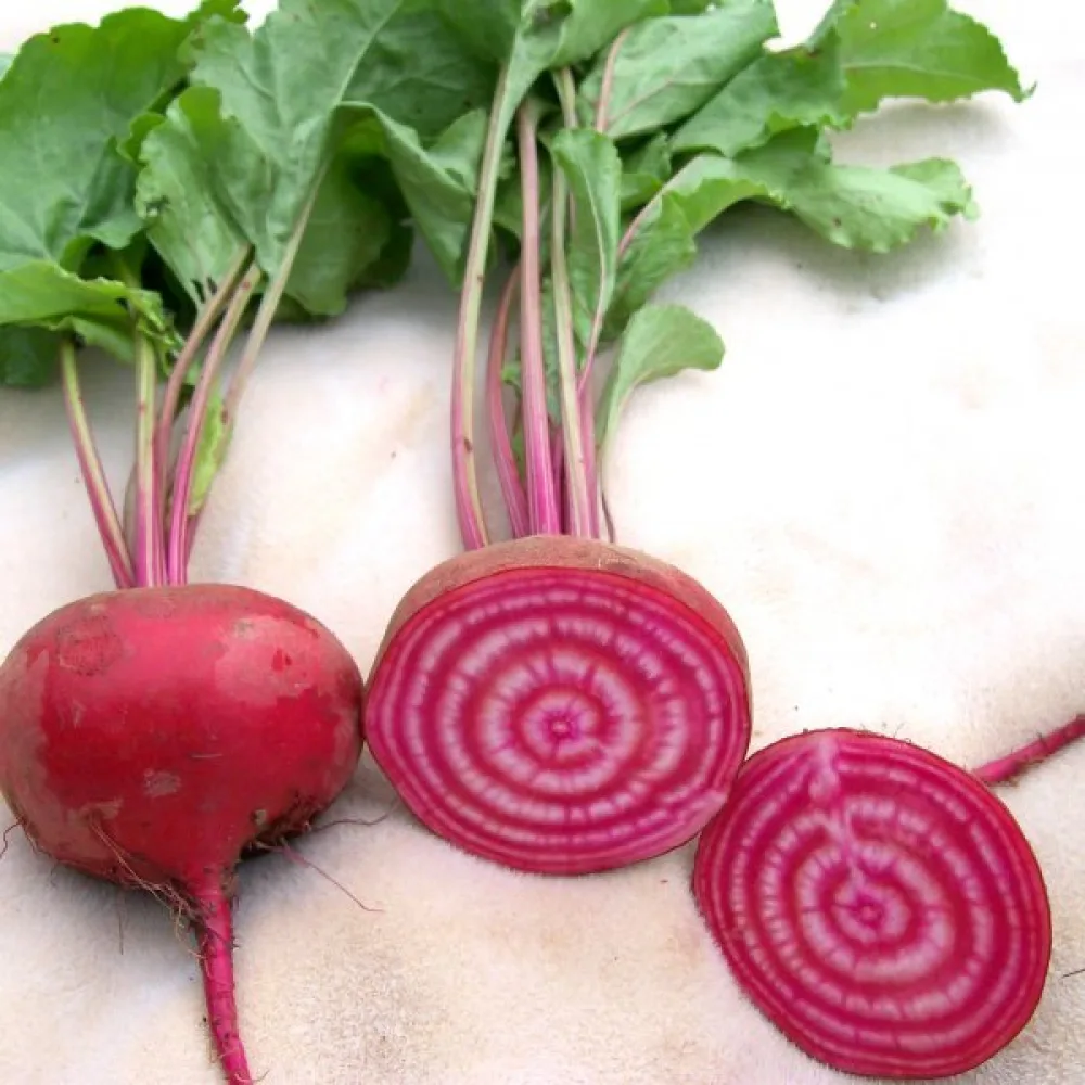 Punajuuri 'Tonda di Chioggia'