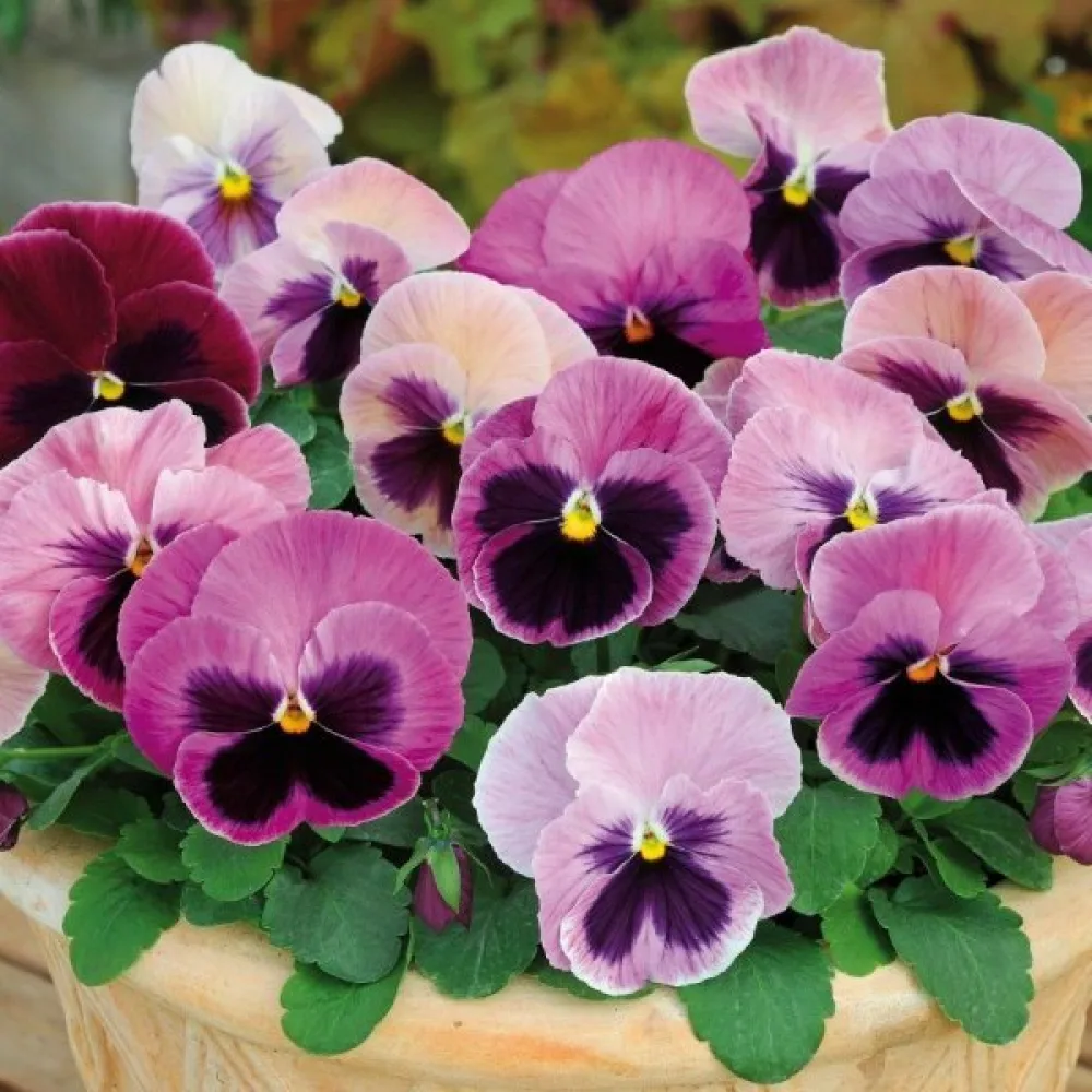 Tarhaorvokki 'Pastel Colours' (sekoitus)