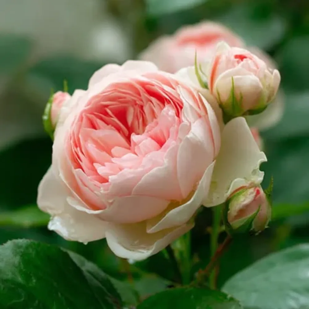 Ruusu 'Serena'