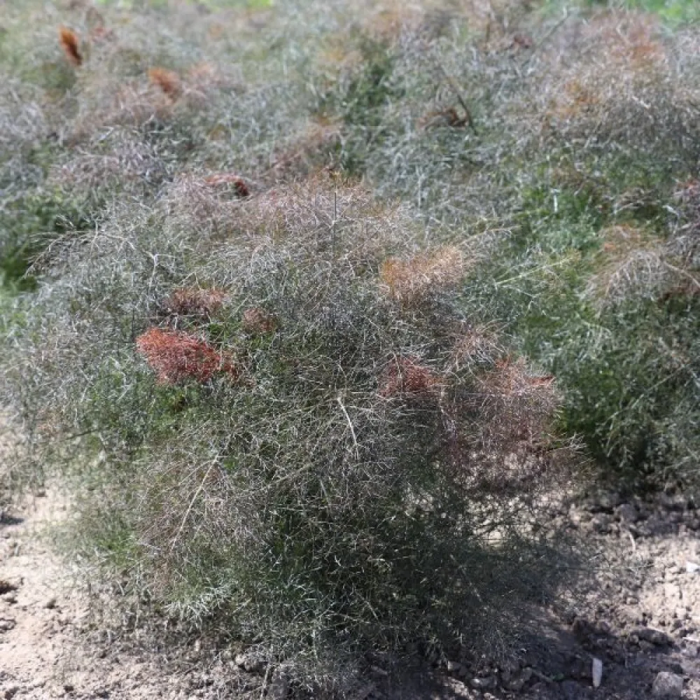 Fenkoli, aromaattiset lehdet