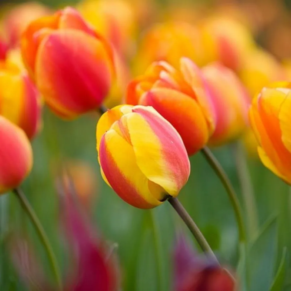 Tulppaani 'Apeldoorns elite'
