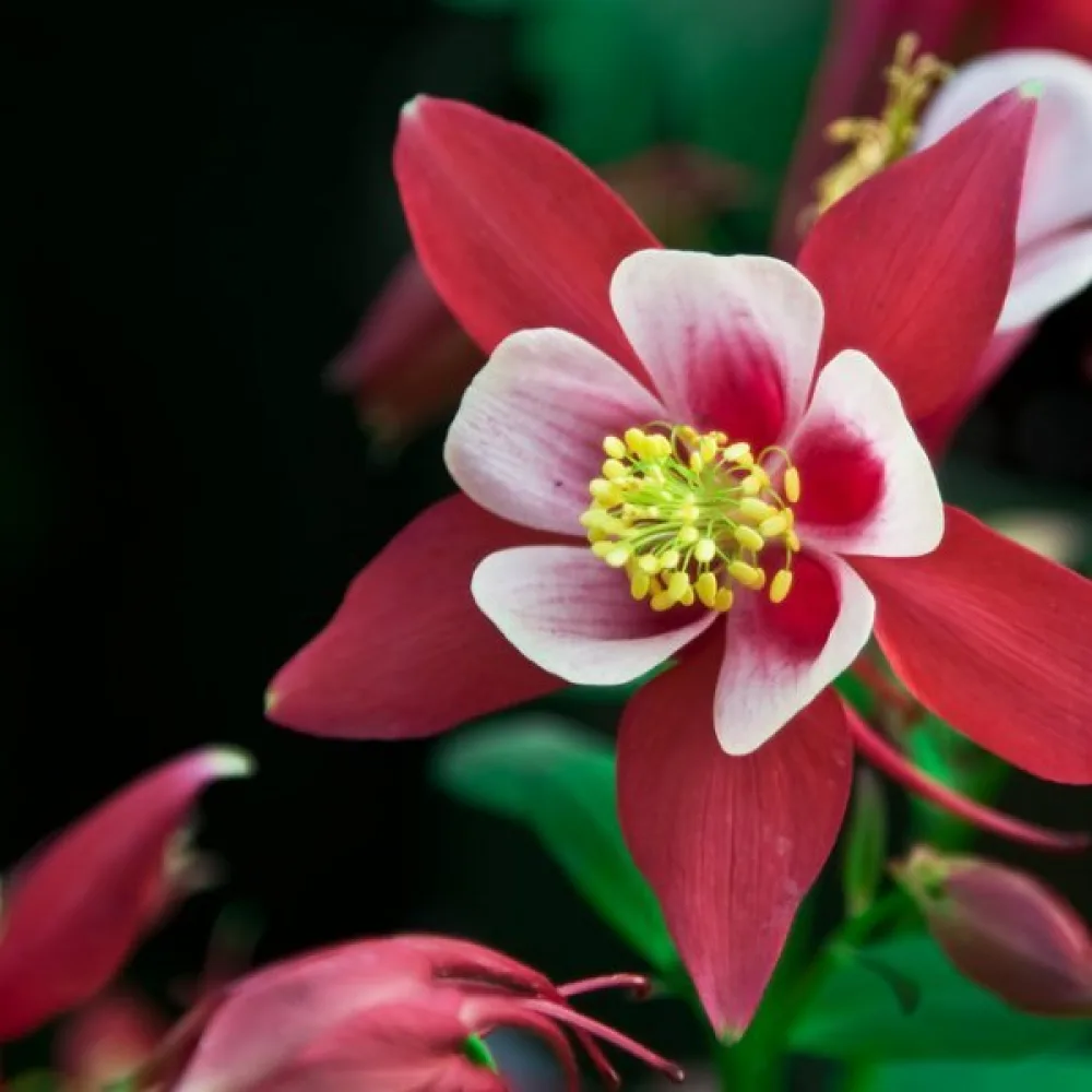 Akileija 'Rose Queen'