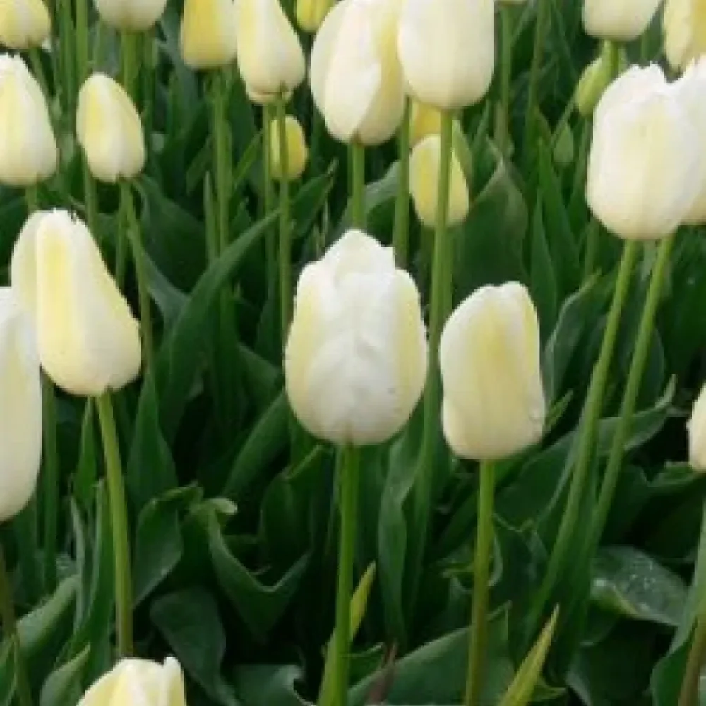 Tulppaani 'City of vancouver'