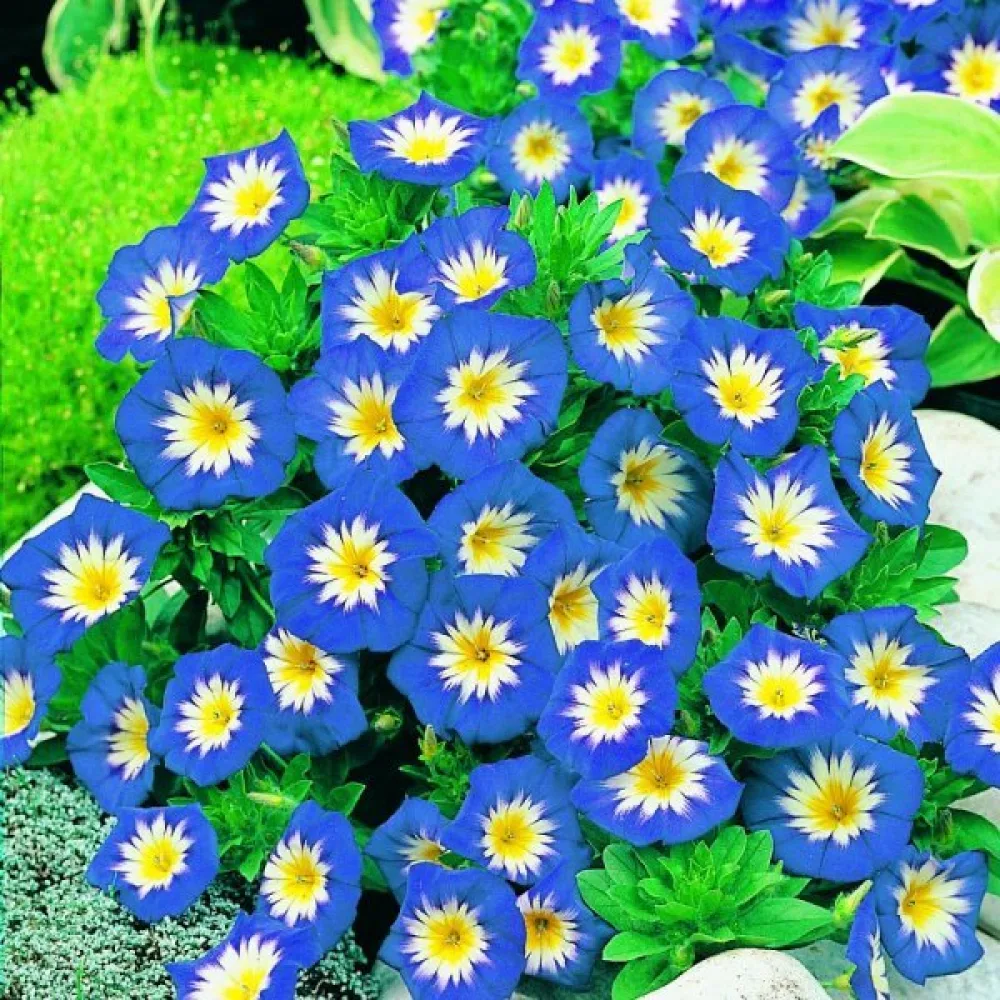 Kolmivärikierto 'Blue Ensign'