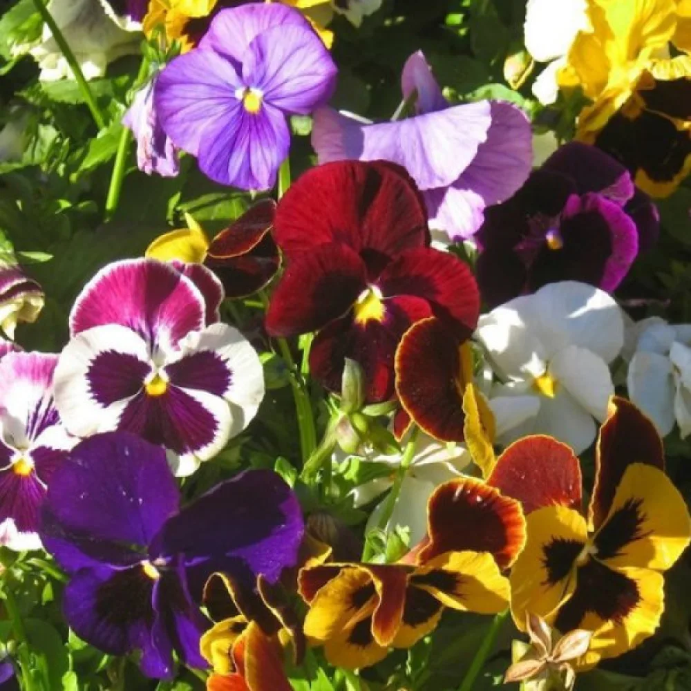 Tarhaorvokki 'Aalsmeer Giants' (sekoitus)