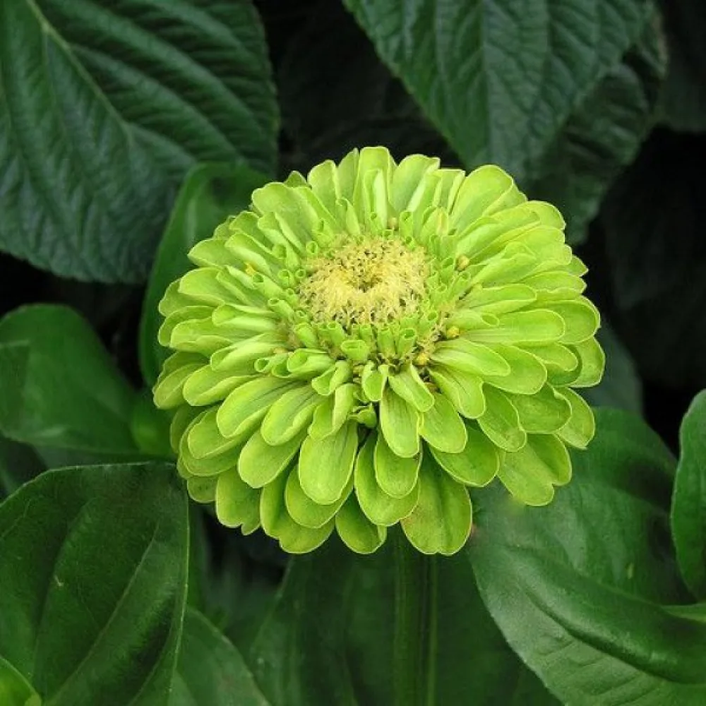 Tsinnia 'Super Yoga Lime'