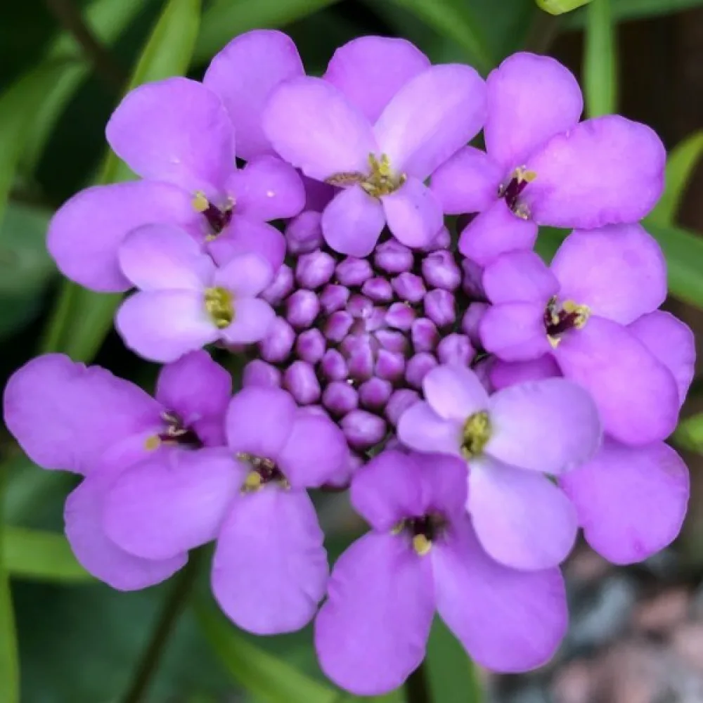 Sarjaiberis 'Cardinal' – violetti
