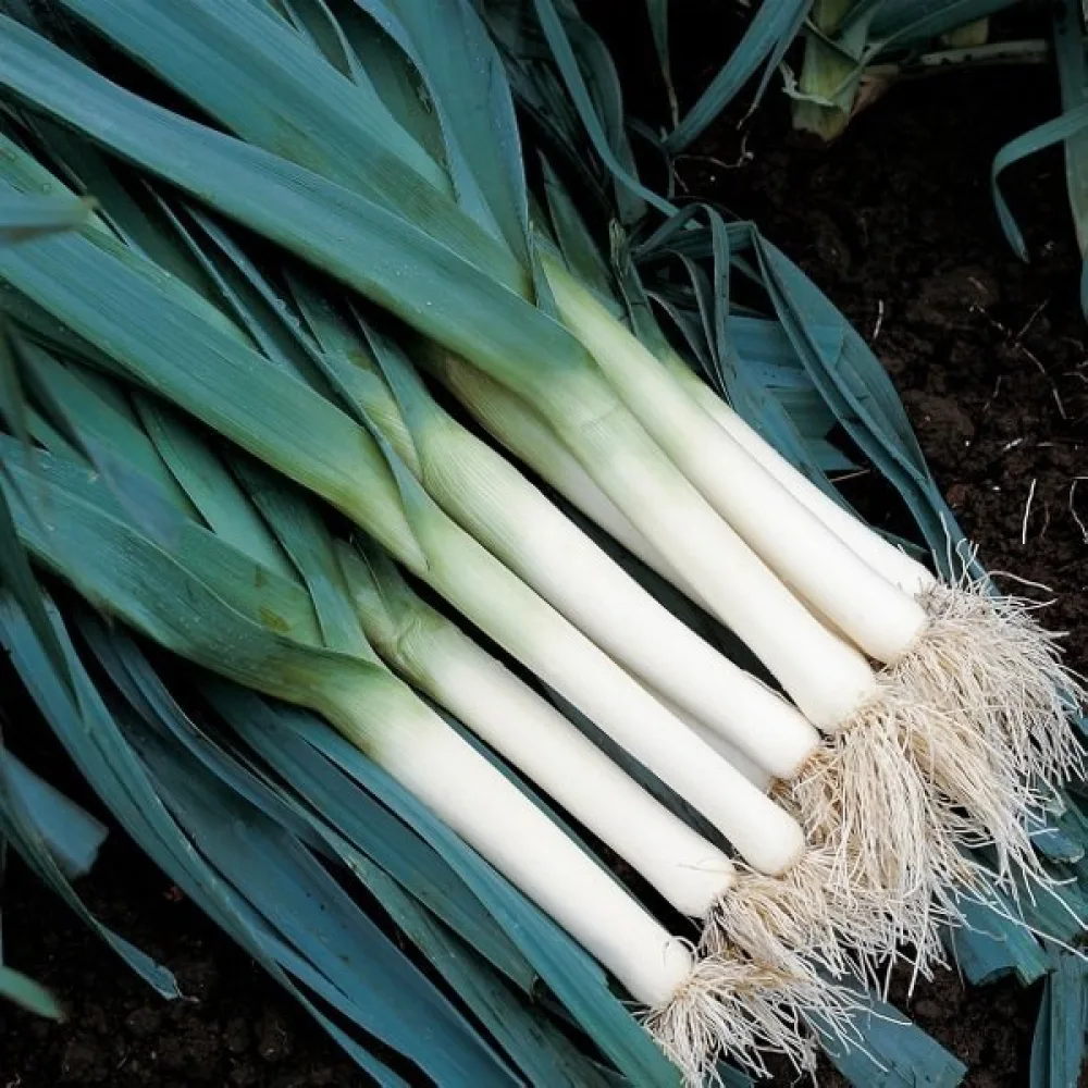 Purjo 'Blue Solaise'