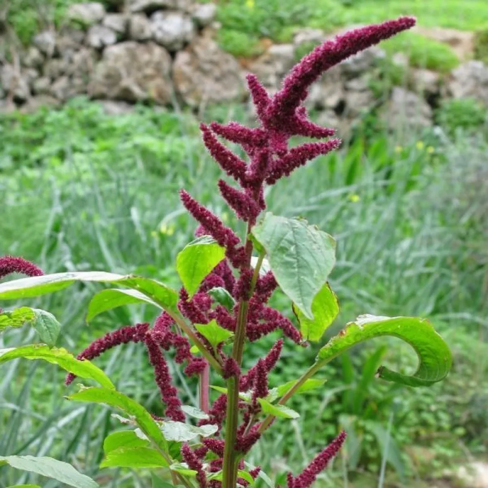 Amarantti 'Tower Red'