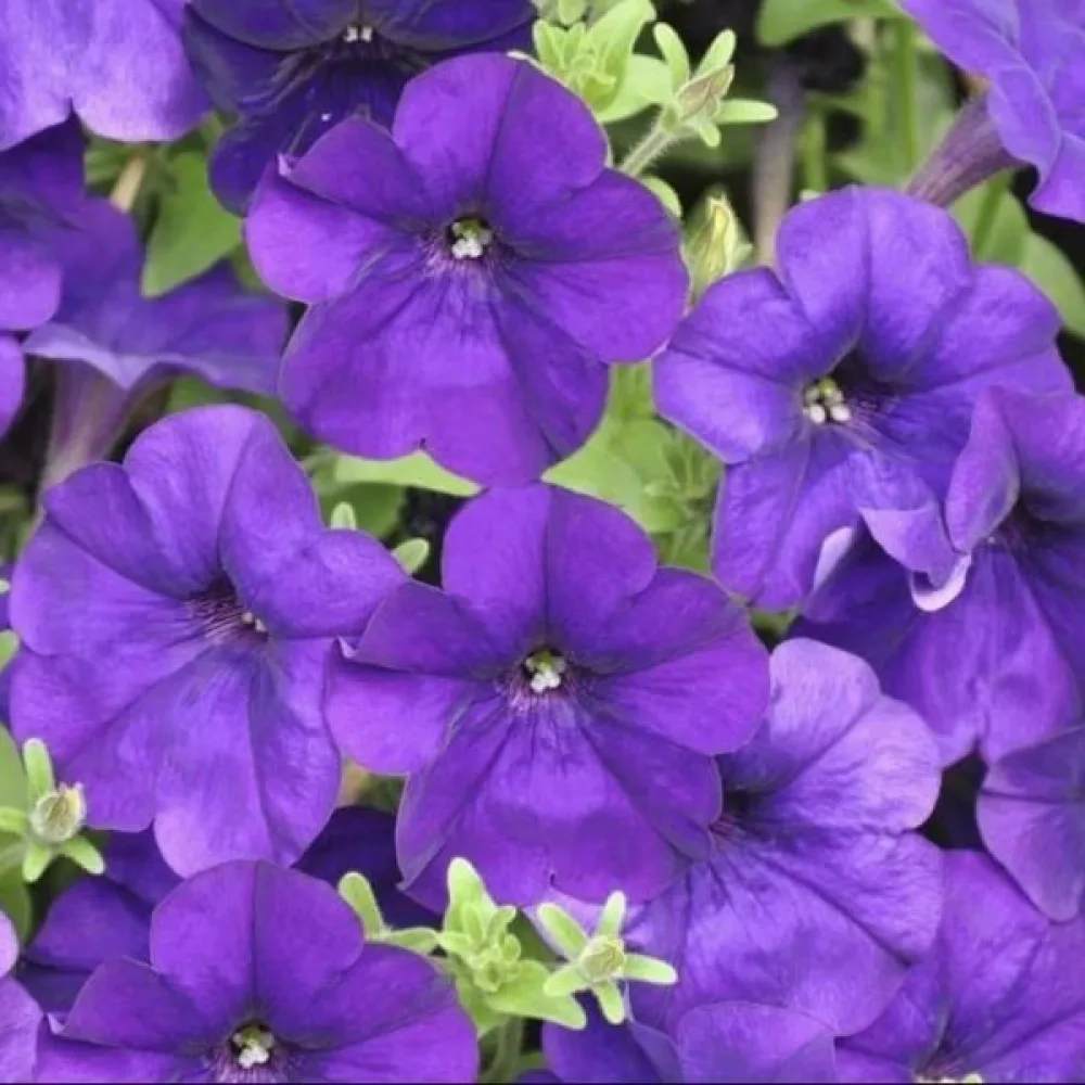 Tarhapetunia 'Alderman' – sininen