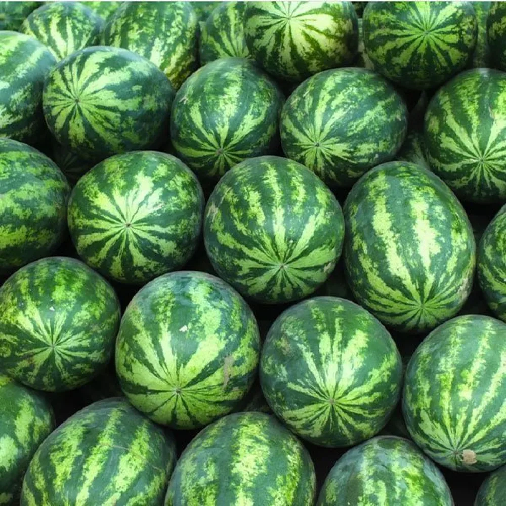 Vesimeloni 'Crimson Sweet' 8–10 kg