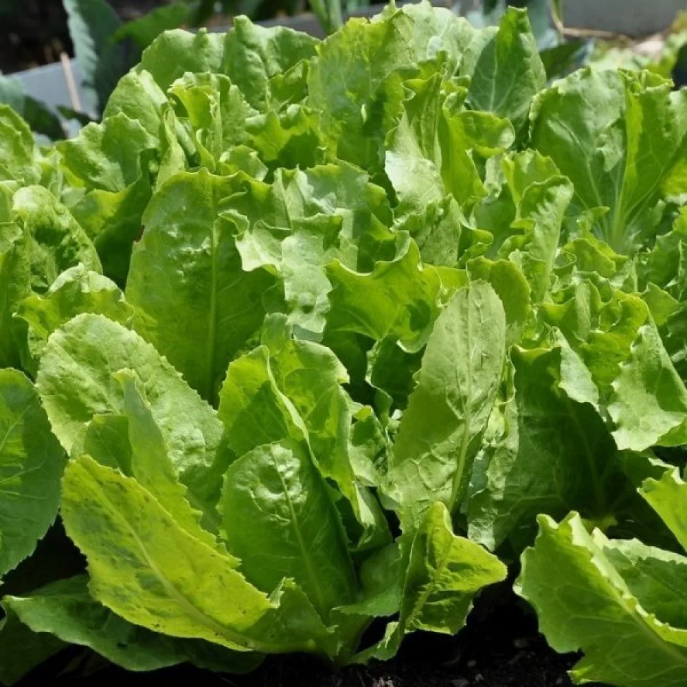 Endiivi 'Bionda'