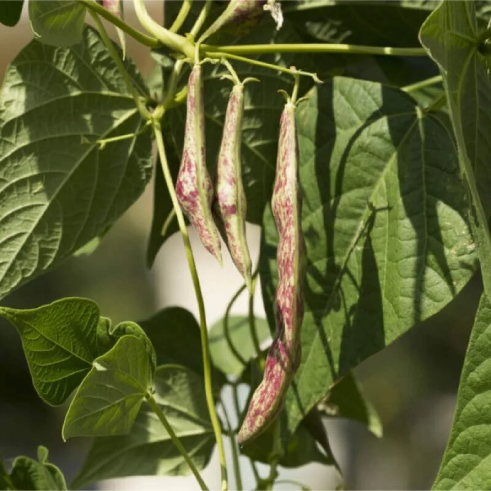 Salkopapu 'Jimenez'
