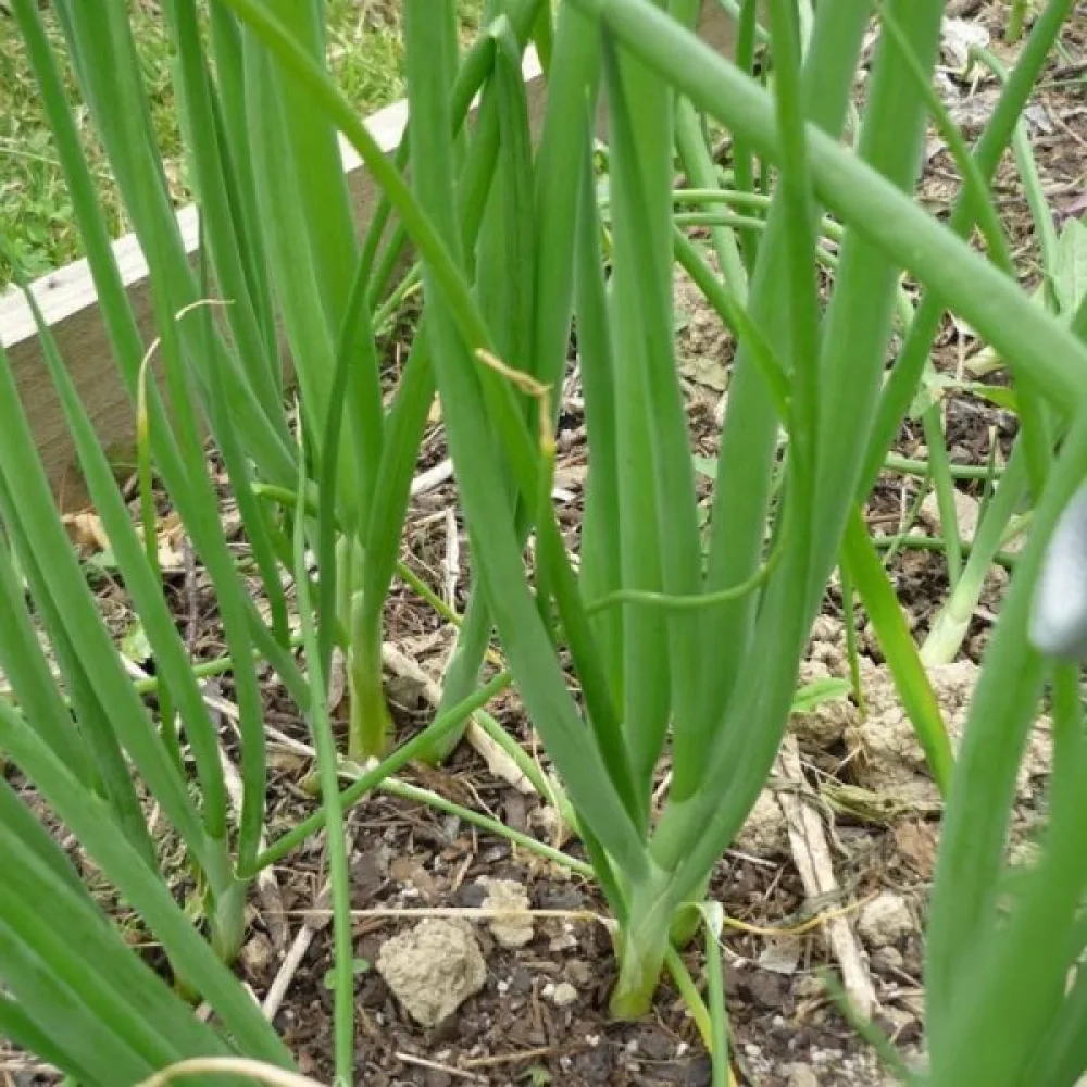 Kevätsipuli 'Ishikura'