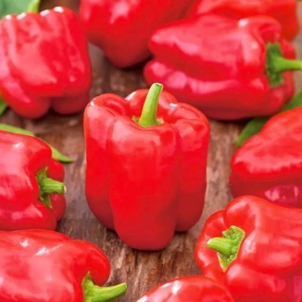 Paprika 'Ożarowska'