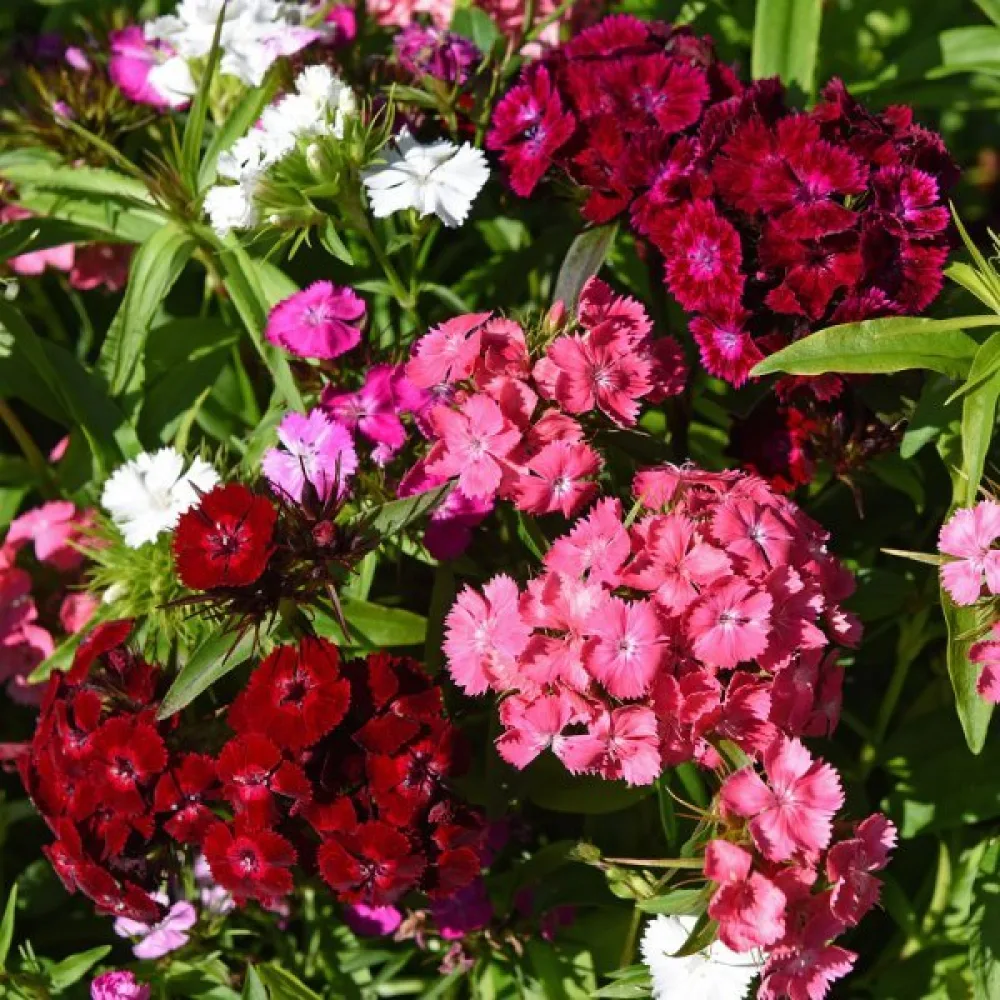 Harjaneilikka 'Summertime' – sekoitus