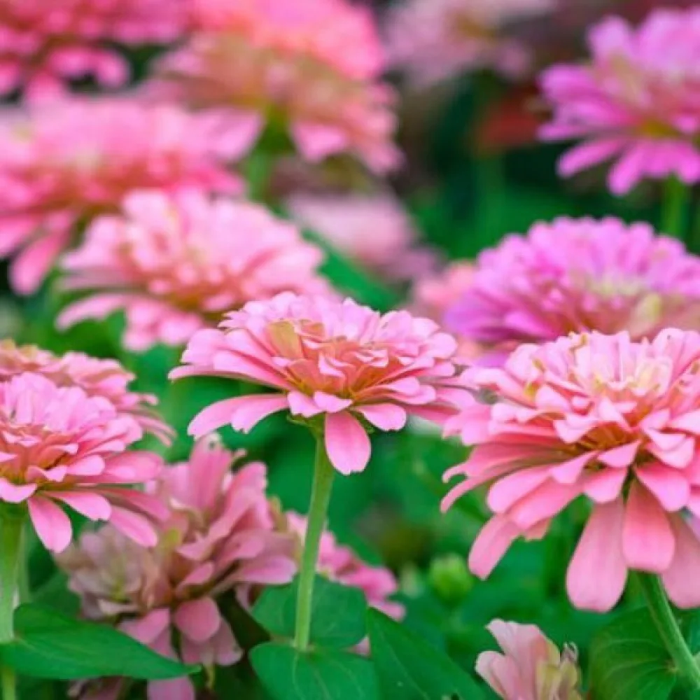 Tsinnia 'Illumination'