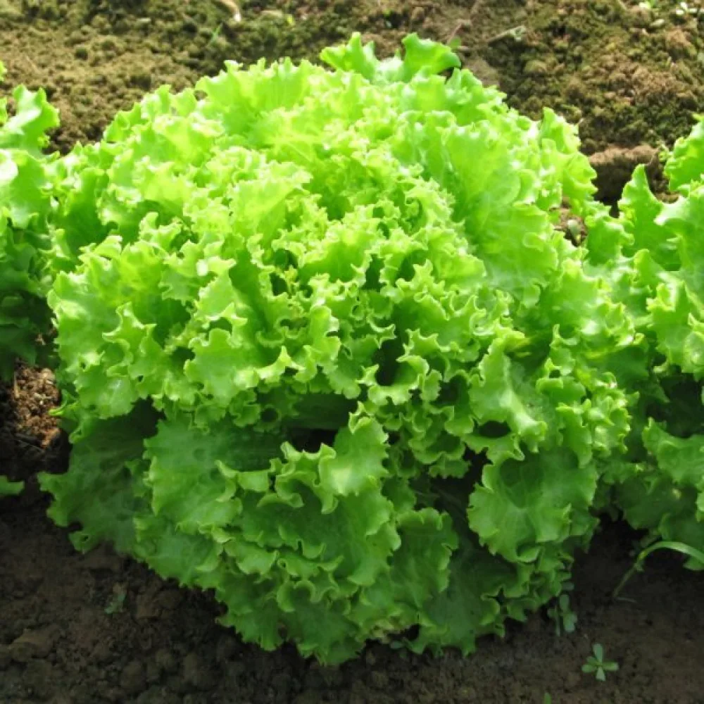 Baby leaf -salaatti 'Bionda a Foglia Riccia'