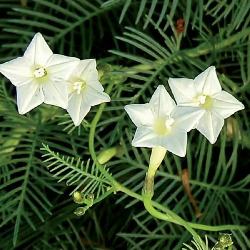 Sypressiköynnös Ipomoea pennata – valkoinen