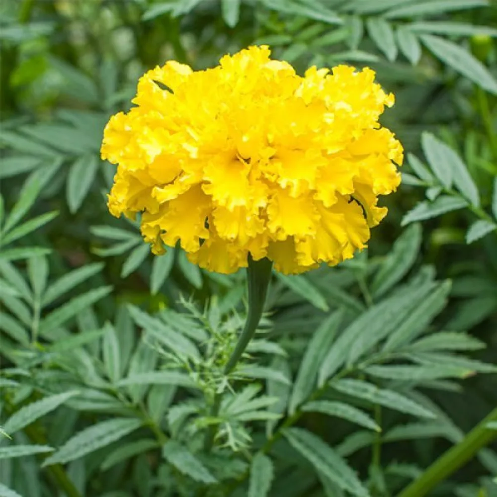 Kookossamettikukka 'Yellow Supreme'