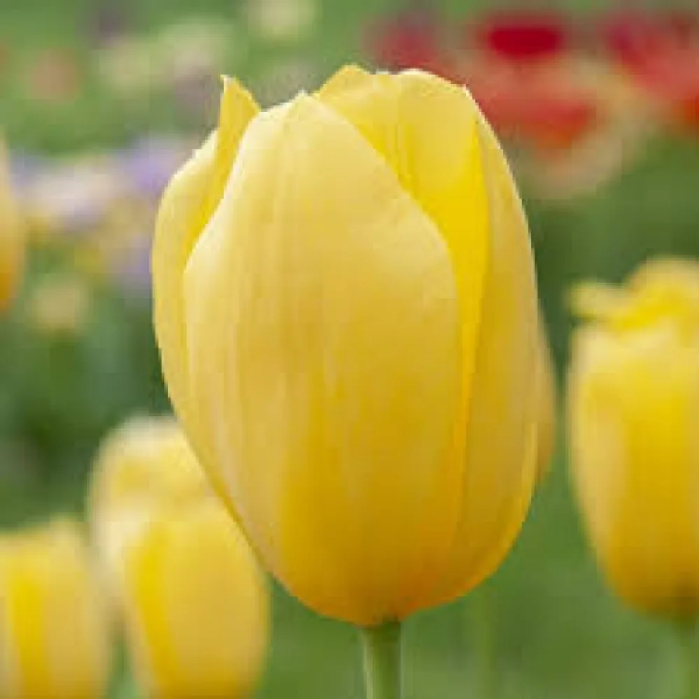 Tulppaani 'Hella Lights'