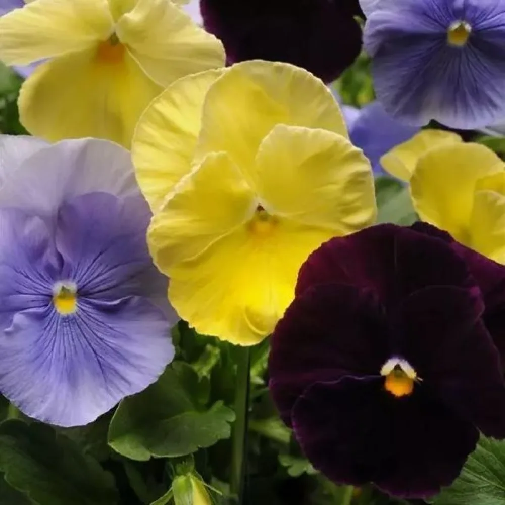 Tarhaorvokki 'Pastel Colours' (sekoitus)
