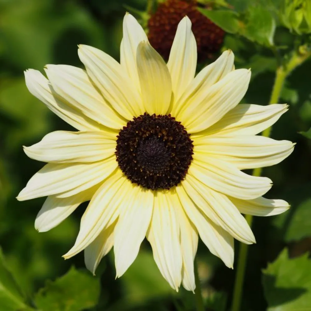 Auringonkukka 'Vanilla Ice'
