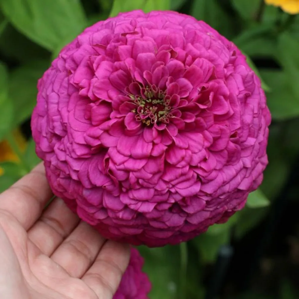 Tsinnia 'Violet Queen'