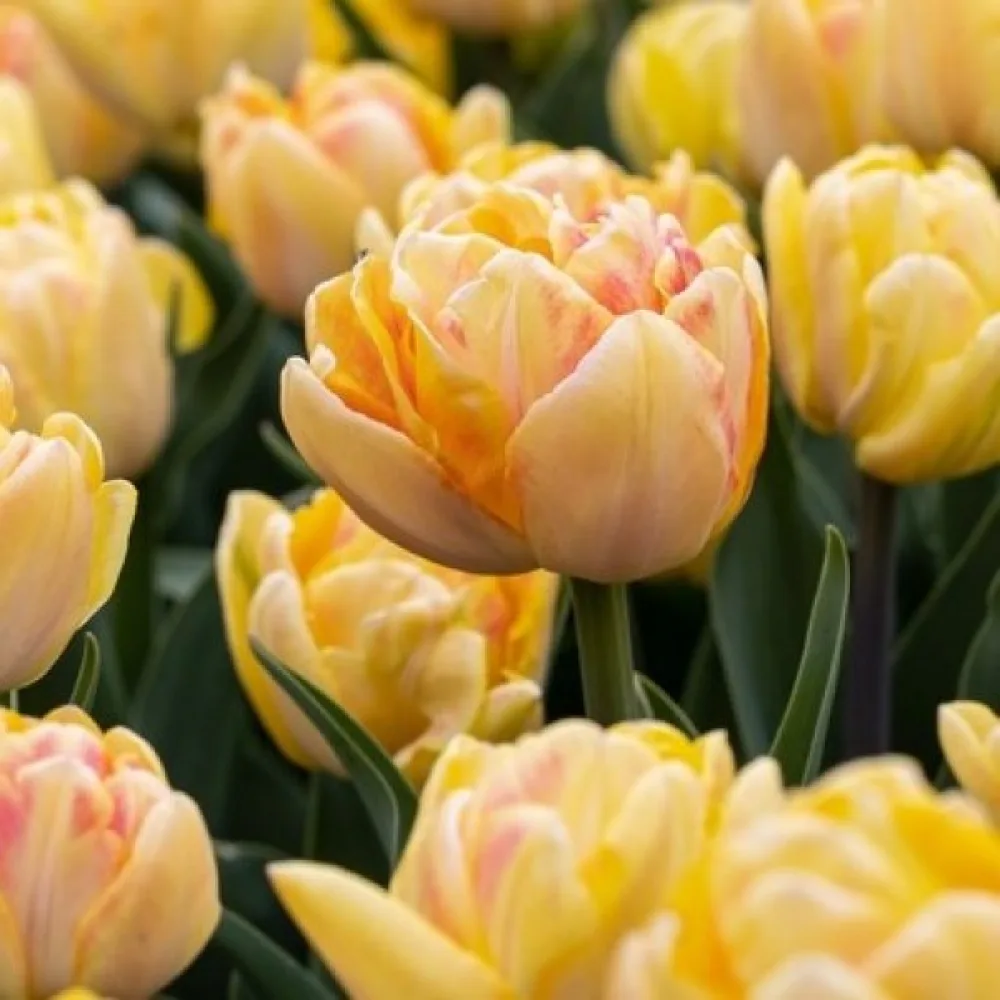 Tulppaani 'Foxy Foxtrot'