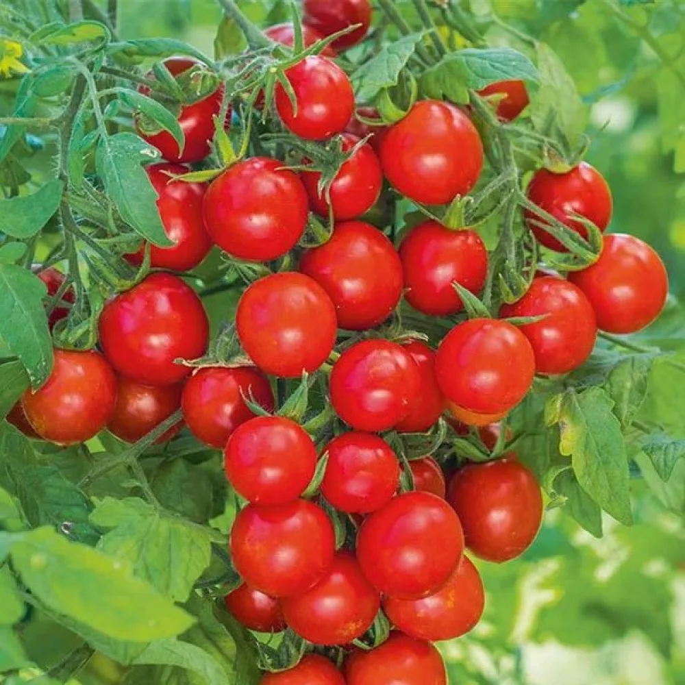 Kirsikkatomaatti 'Balkonzauber'