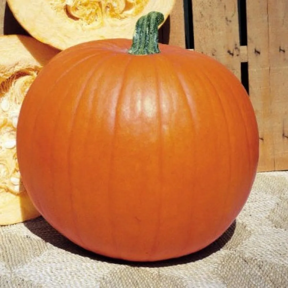 Kurpitsa 'Quintale'