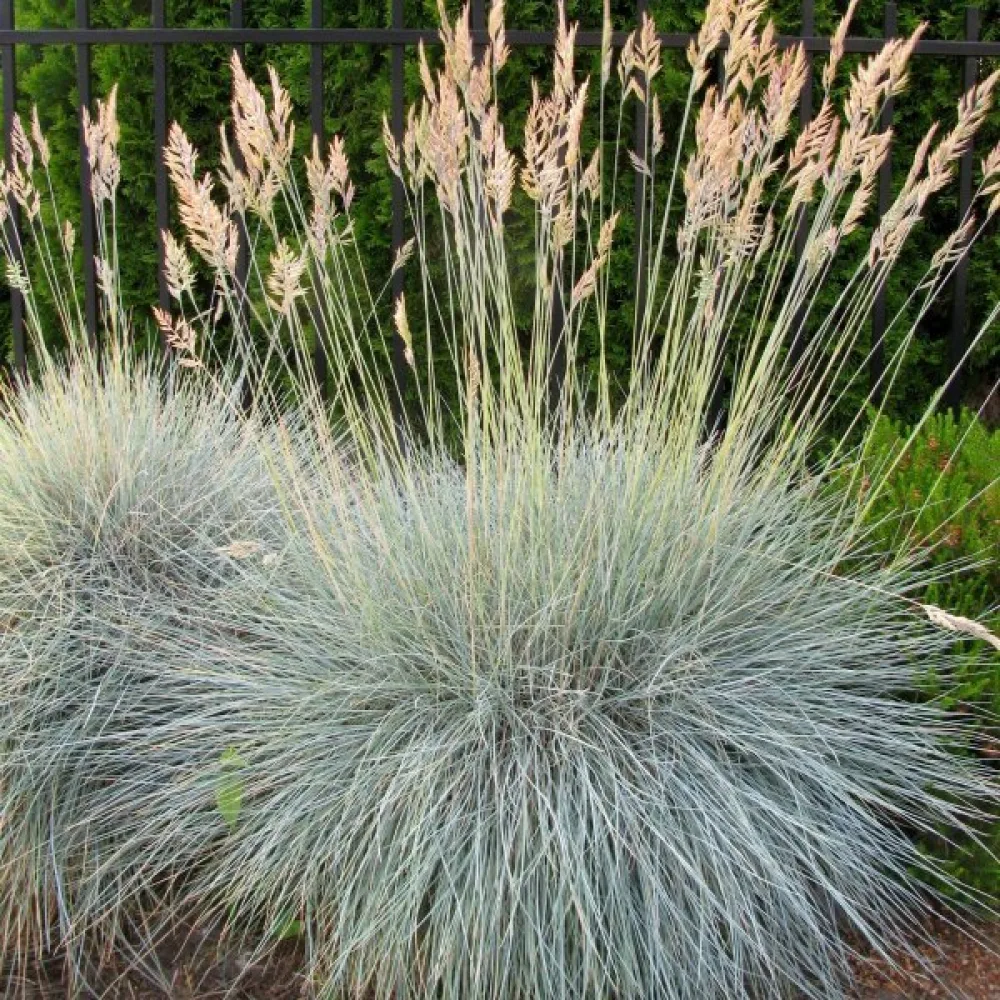 Sininata Festuca glauca