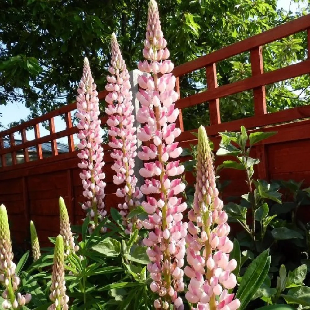 Lupiini 'Chatelaine'
