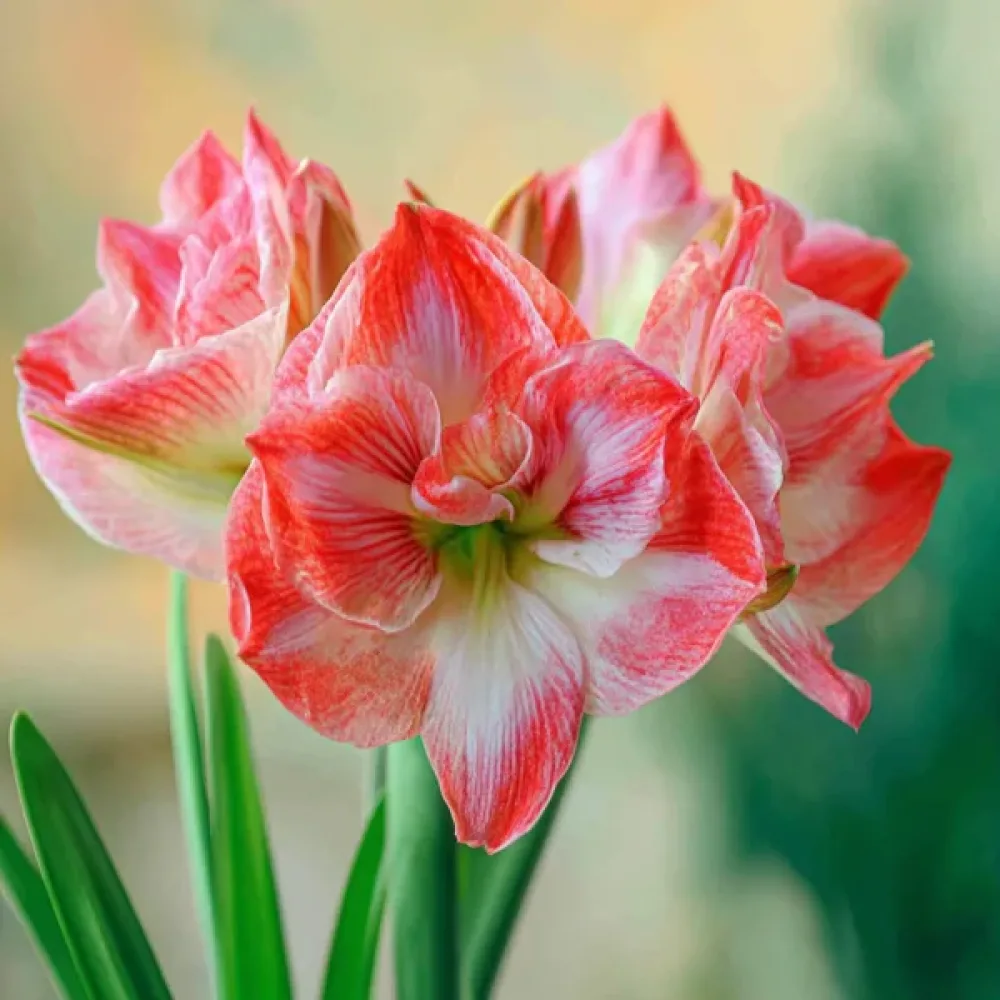 Amaryllis 'Lady Jane'