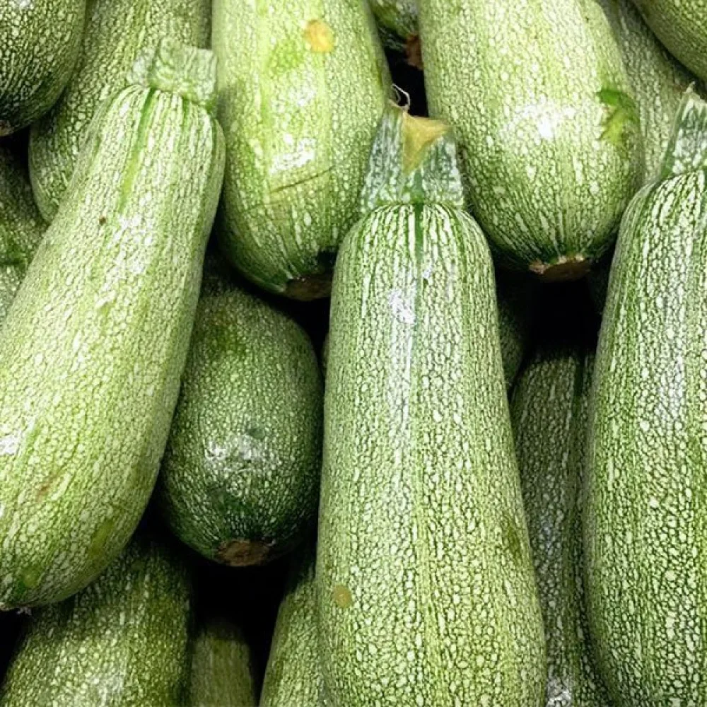Kesäkurpitsa 'Grey Zucchini'
