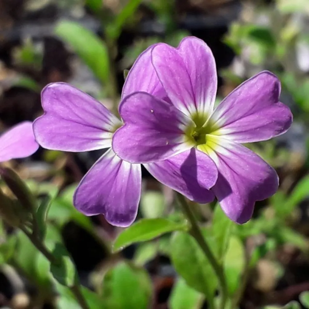 Malkolmia Malcolmia maritima, sekoitus