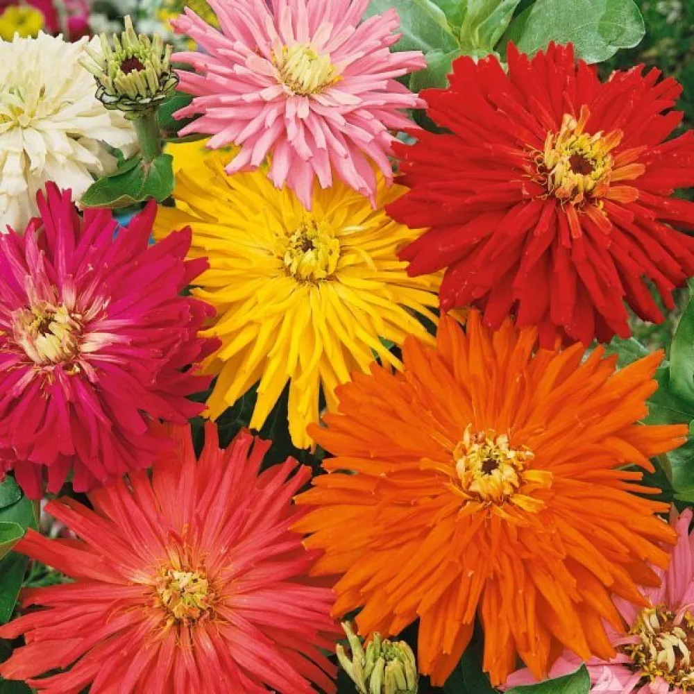 Tsinnia 'Cactus Giant Formula Mixture'