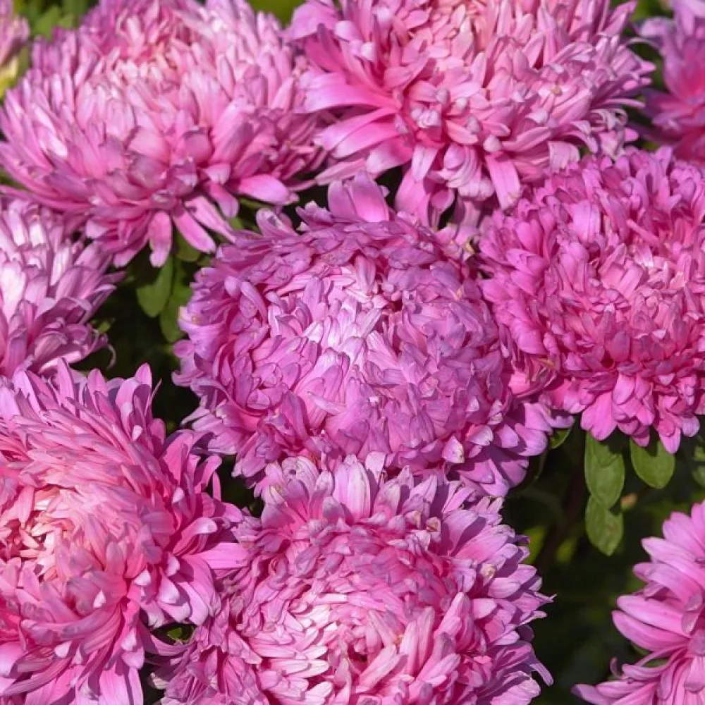 Kesäasteri 'Apollonia' – roosa