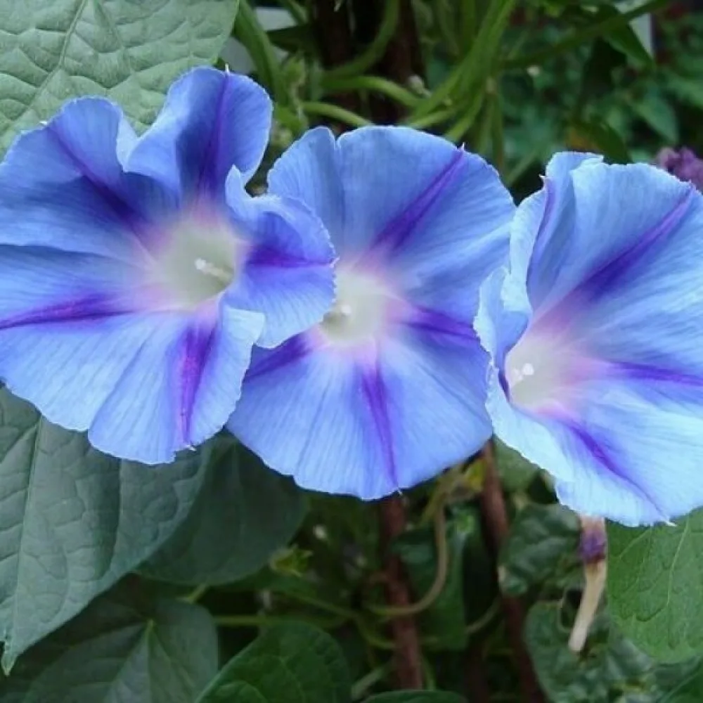 Elämänlanka 'Caprice'