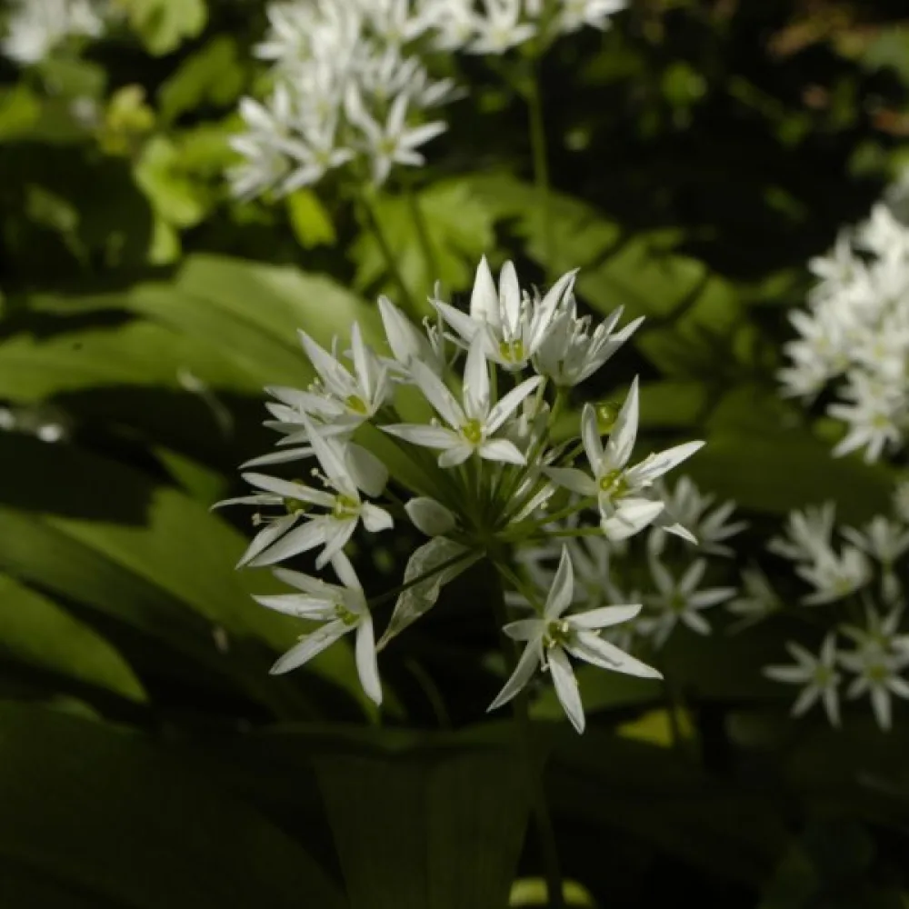 Karhunlaukka Allium ursinum