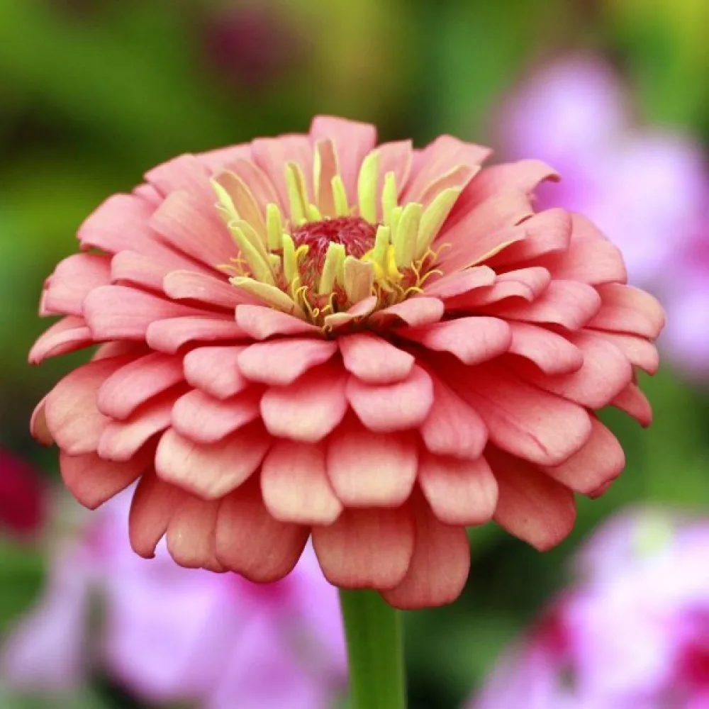 Tsinnia 'Salmon Queen'