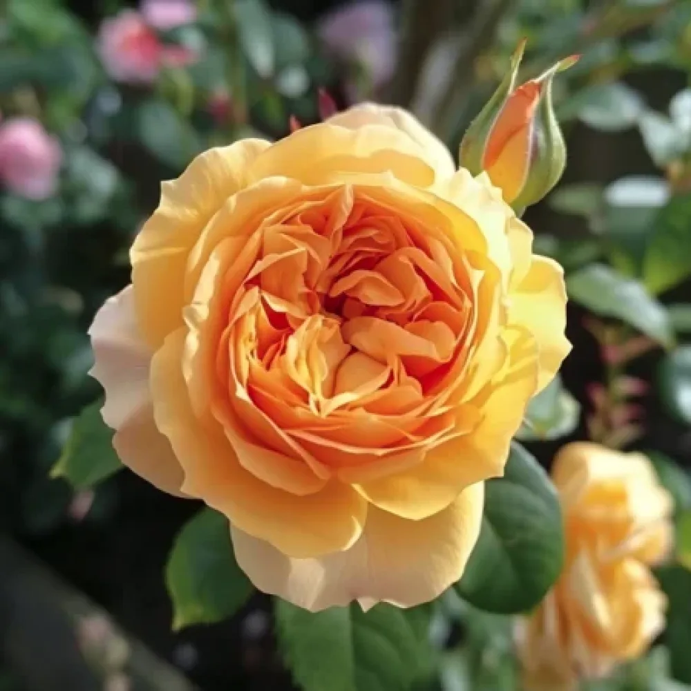 Ruusu 'Golden Elixir'