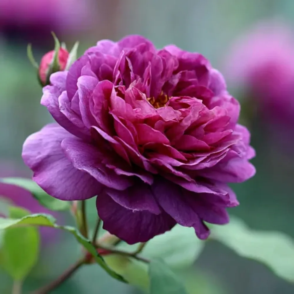 Ruusu 'Purple Harmony' – paljasjuurinen