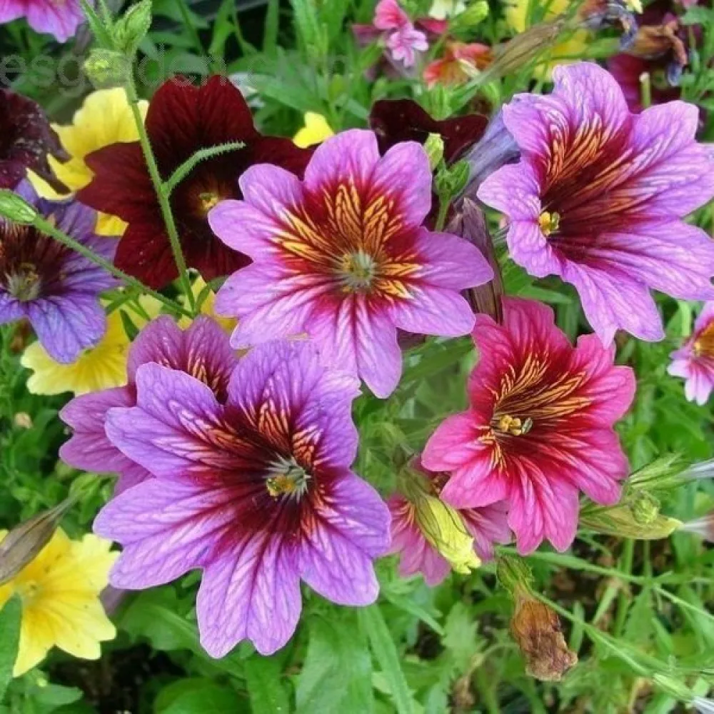 Salpiglossis 'Grandiflora', sekoitus